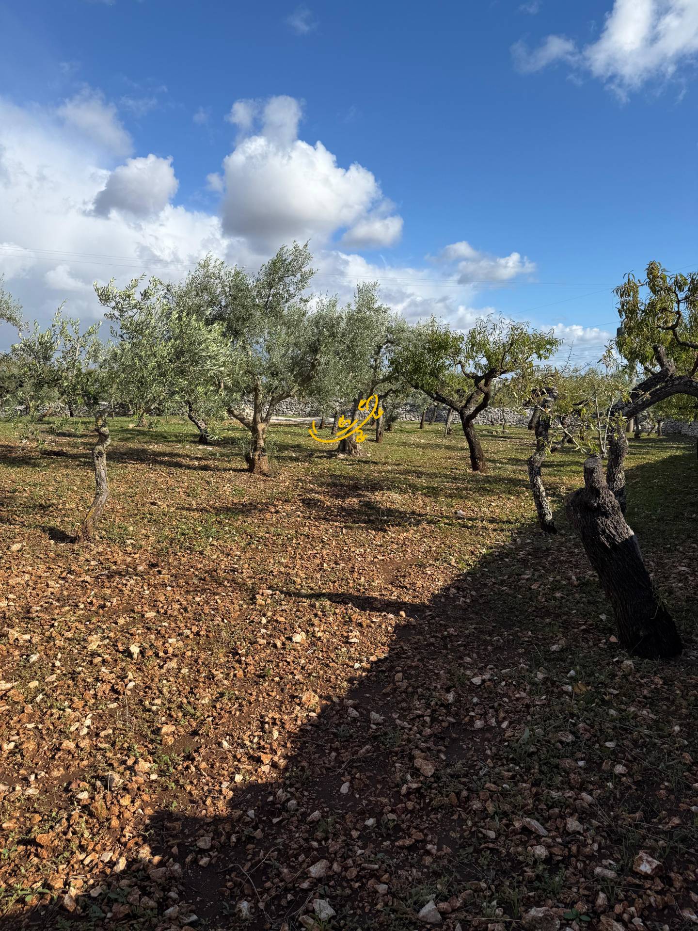 Casale in vendita a Castellana Grotte