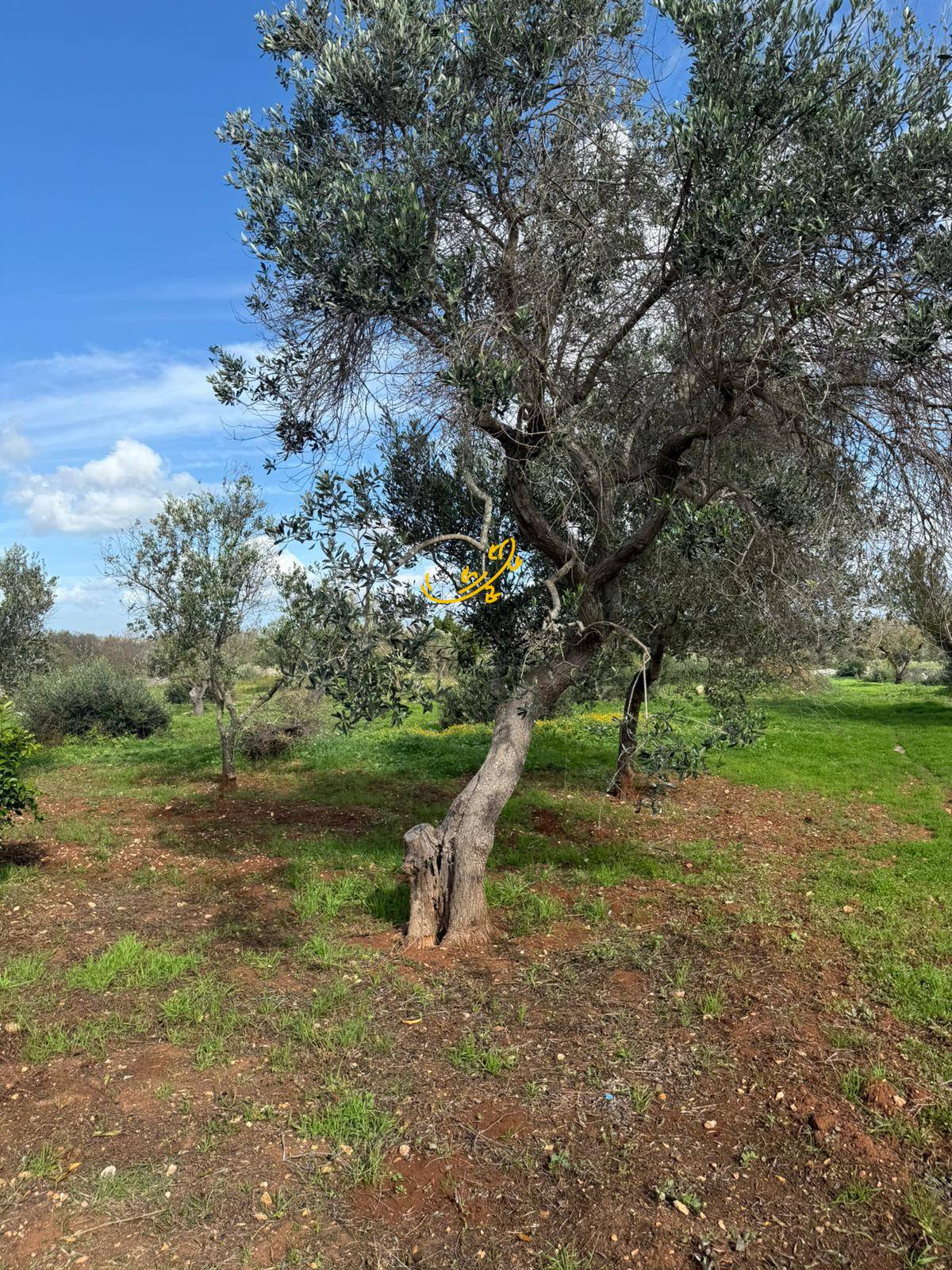 Trullo in vendita a Ostuni