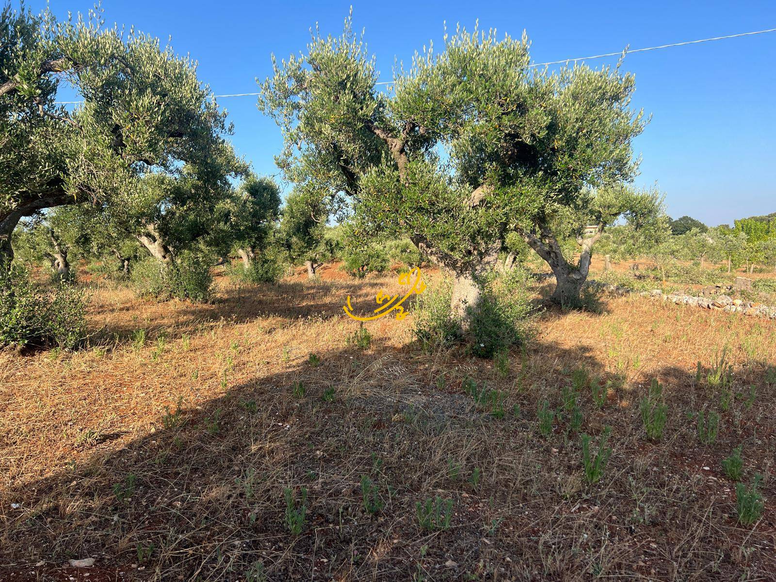 Trullo in vendita a Martina Franca