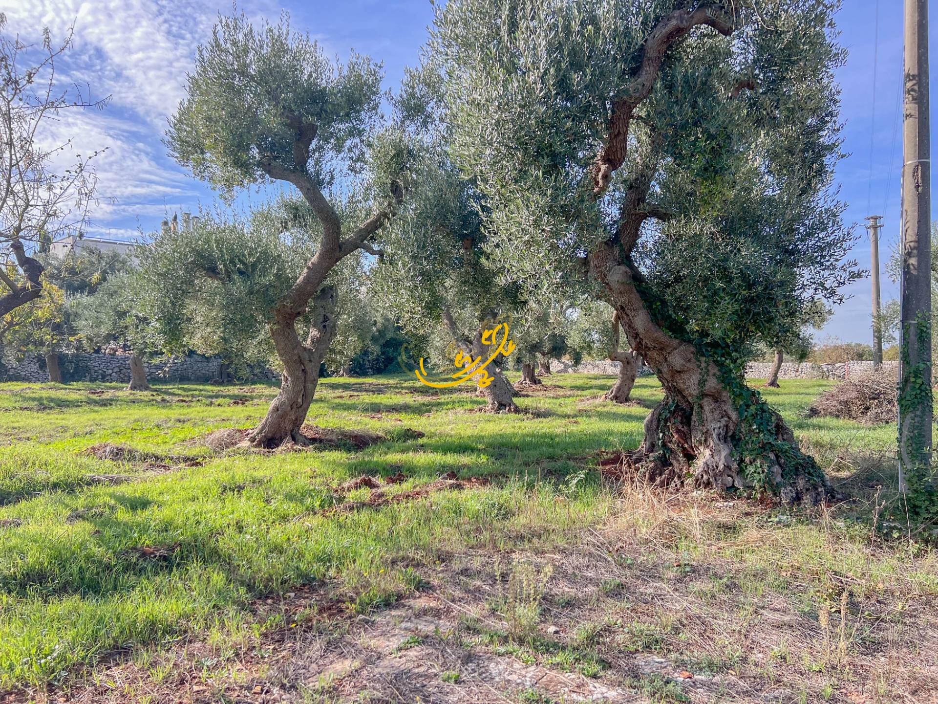 Rustico in vendita a Castellana Grotte