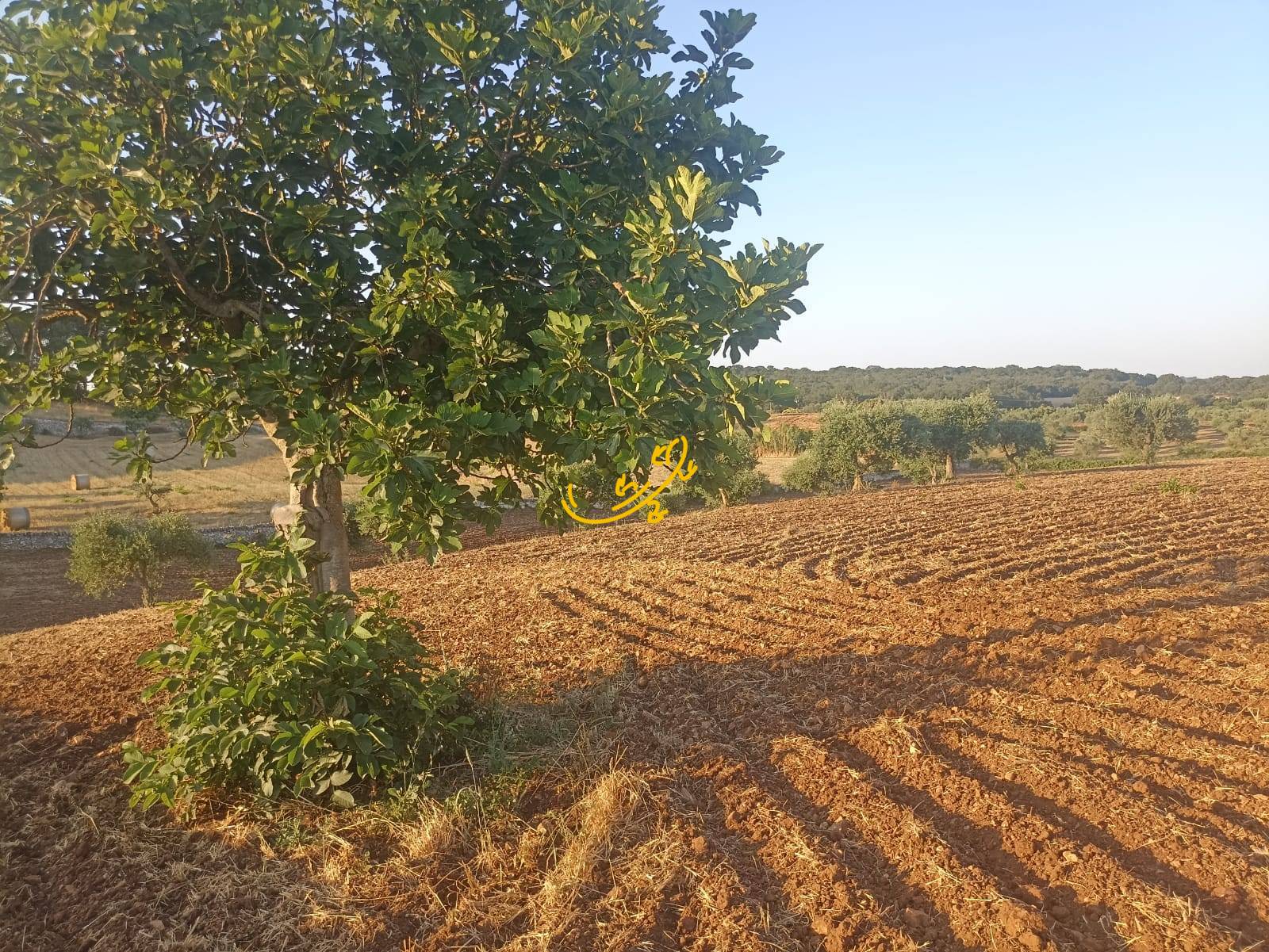 Trullo in vendita a Martina Franca