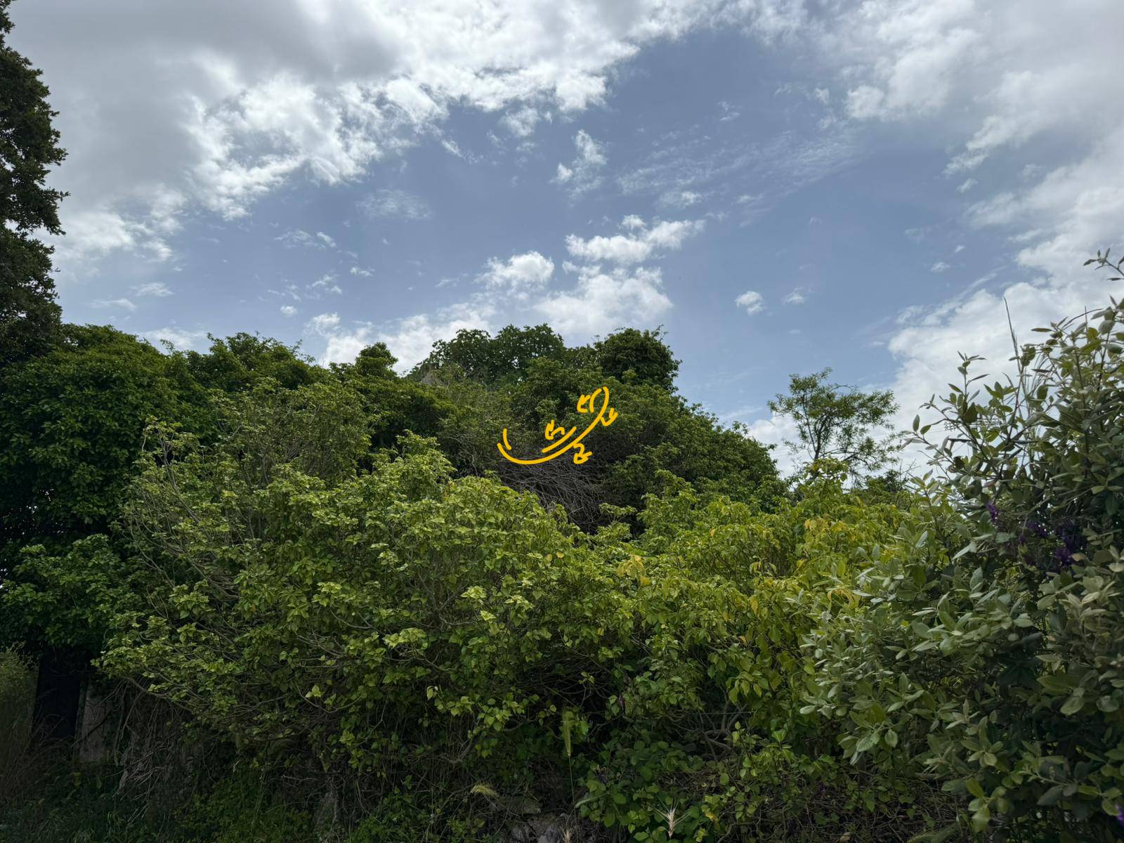 Rustico in vendita a Monopoli