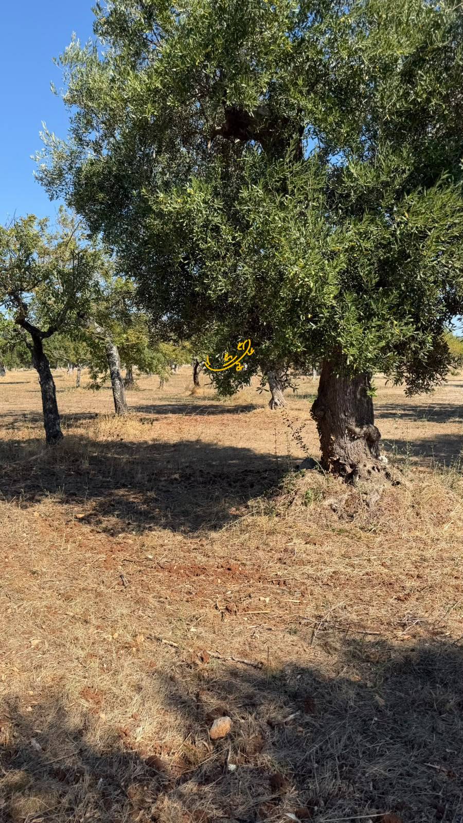 Rustico in vendita a Castellana Grotte