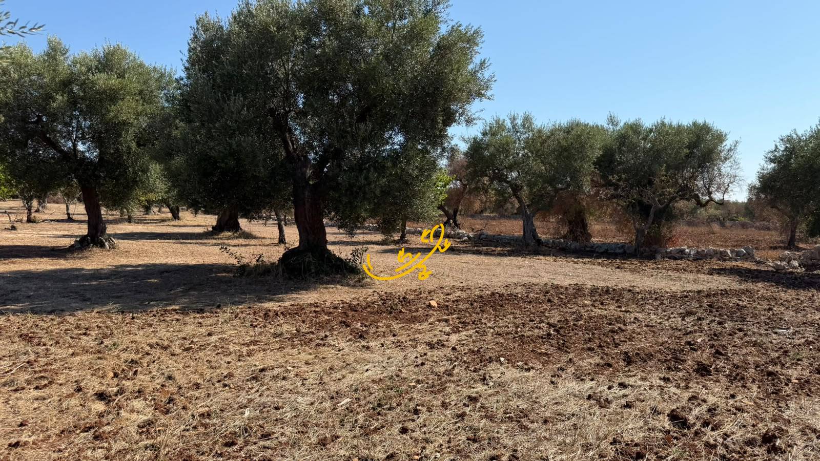 Rustico in vendita a Castellana Grotte