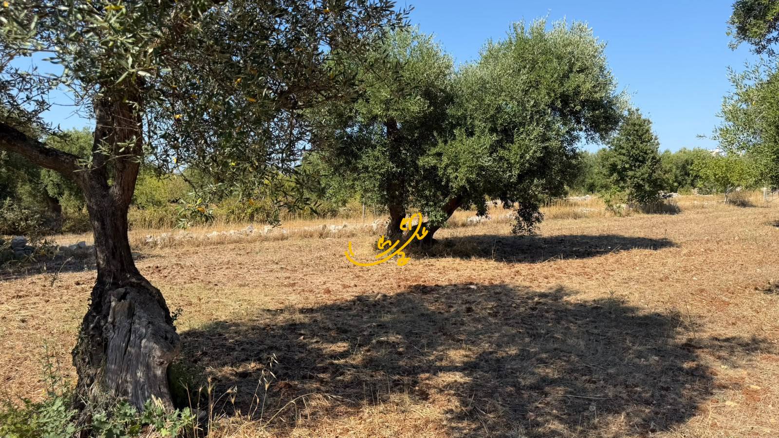 Rustico in vendita a Castellana Grotte