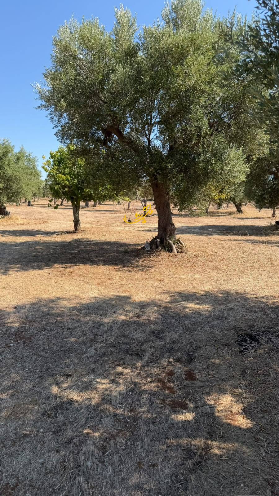 Rustico in vendita a Castellana Grotte