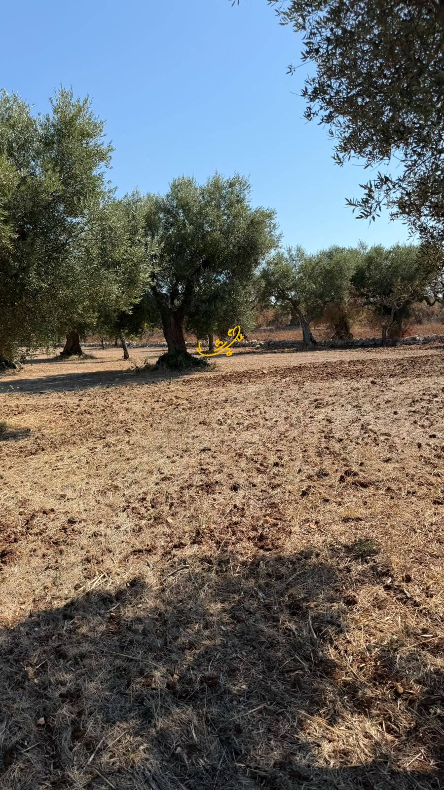 Rustico in vendita a Castellana Grotte