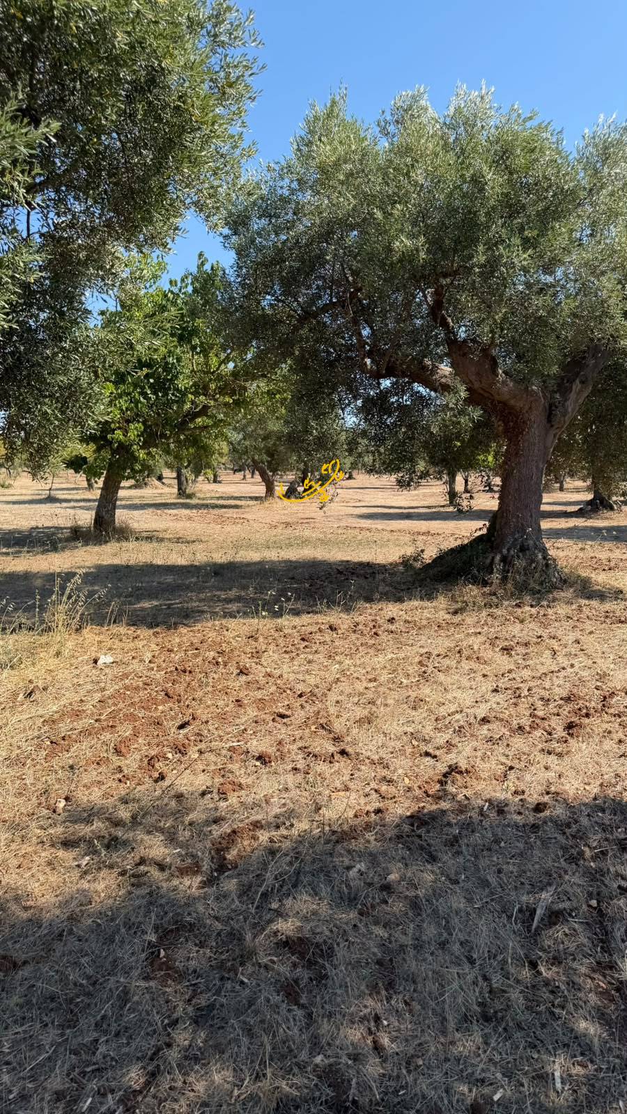 Rustico in vendita a Castellana Grotte