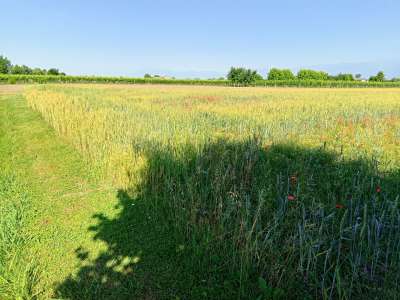 Terreno Agricolo con giardino a Gaiarine