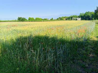 Terreno Agricolo con giardino a Gaiarine