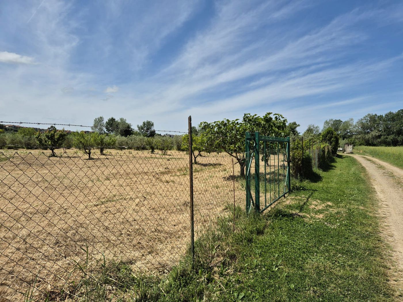 Terreno Agricolo in vendita a Grosseto