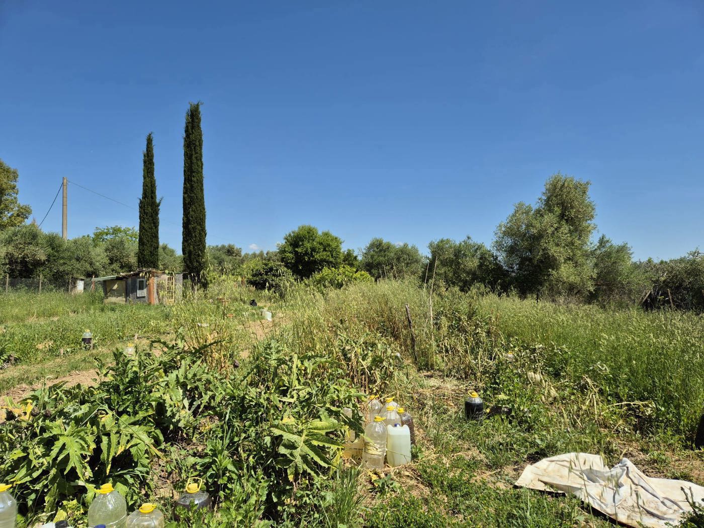Terreno Agricolo in vendita a Grosseto