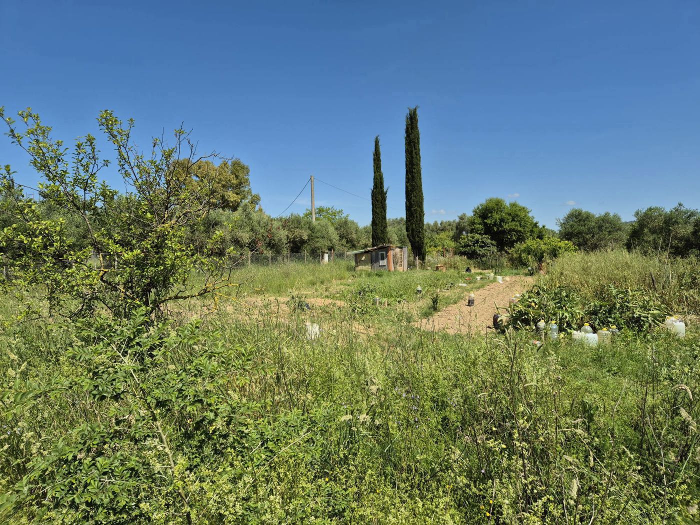 Terreno Agricolo in vendita a Grosseto