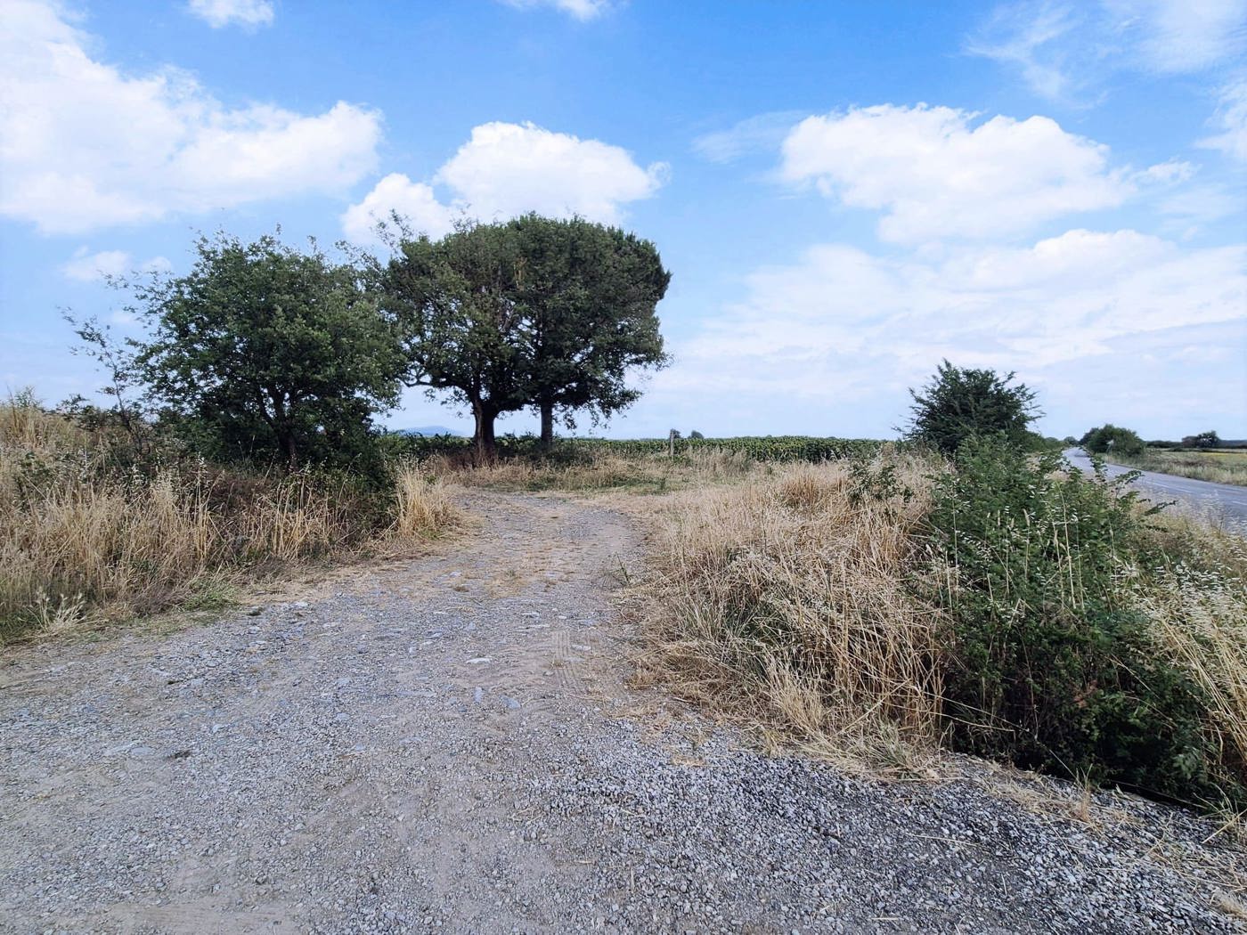 Terreno Agricolo in vendita a Castiglione della Pescaia
