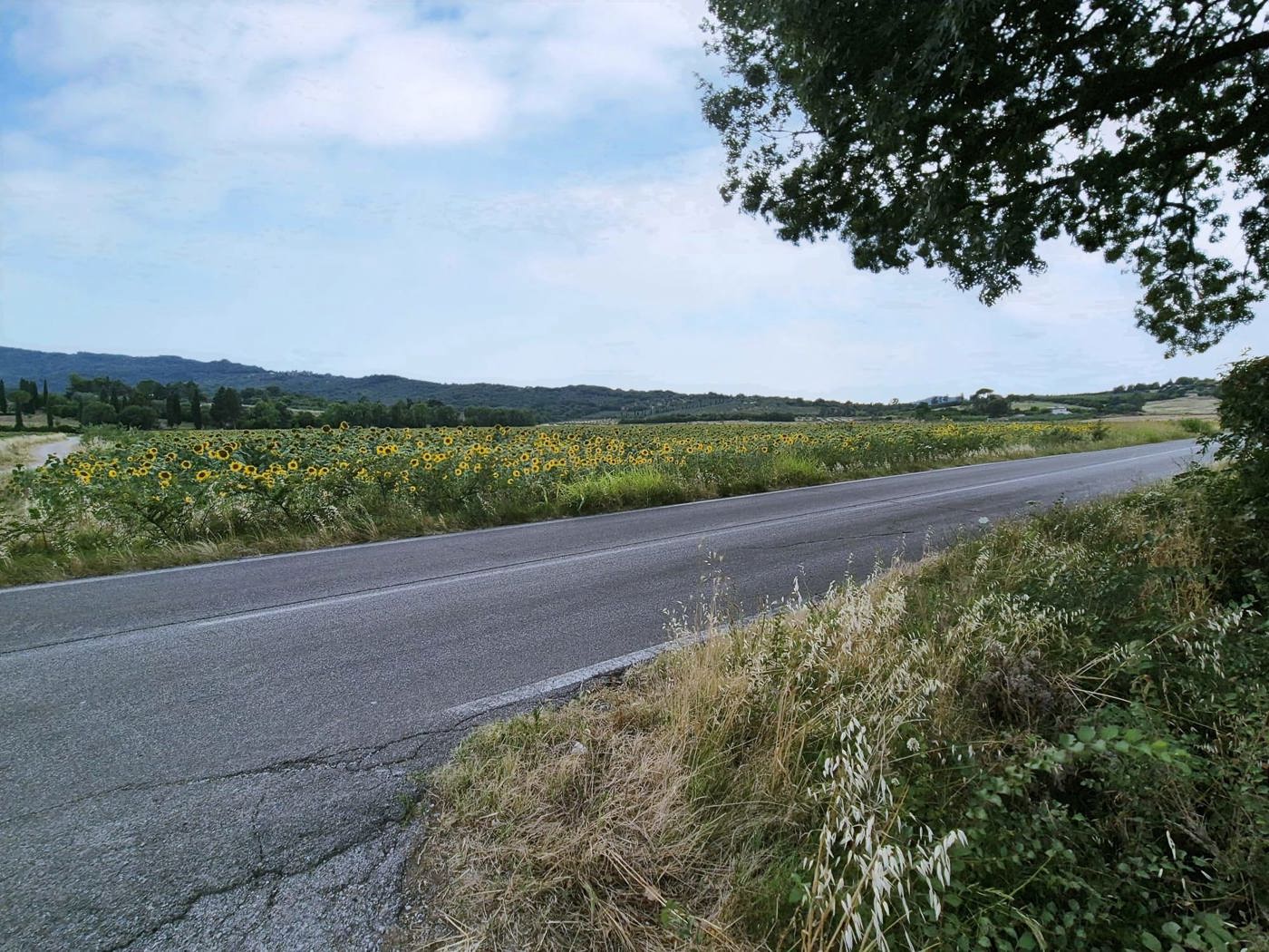 Terreno Agricolo in vendita a Castiglione della Pescaia